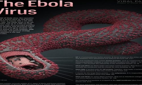 Virus Ebola, situazione 2014 e cura