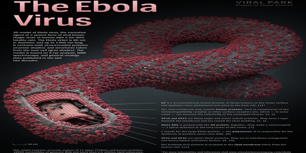 virus-ebola-in-italia