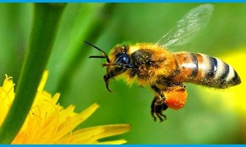 Veleno delle api, nuova cura per il cancro
